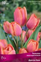 Тюльпан многоцветковый Драгон Кинг