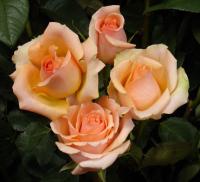 Роза Версилия (чайно-гибридная)