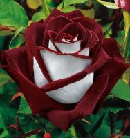 Роза Осирия (чайно-гибридная)