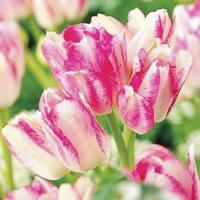 Тюльпан многоцветковый Дрим Клаб
