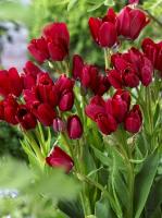 Тюльпан многоцветковый Файри Клаб