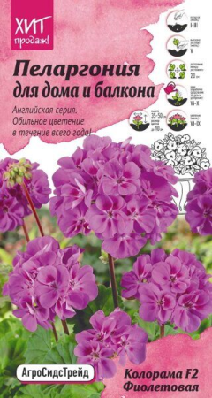 Пеларгония Колорама F2 Фиолетовая для дома и балкона 5 шт АСТ фото в интернет-магазине "Сортовые семена"