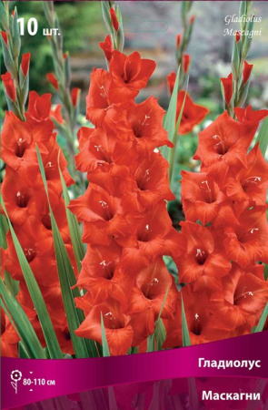 Гладиолус Маскагни (крупноцветковый) фото в интернет-магазине "Сортовые семена"