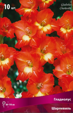 Гладиолус Шарлевиль (крупноцветковый) фото в интернет-магазине "Сортовые семена"