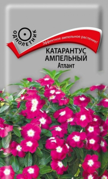 Катарантус ампельный Атлант (ЦВ) ("1) 10 шт фото в интернет-магазине "Сортовые семена"
