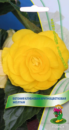 Бегония клубневая крупноцветковая Желтая ("К) 10шт. фото в интернет-магазине "Сортовые семена"