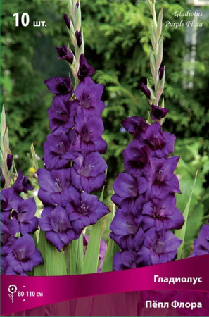 Гладиолус Пепл Флора (крупноцветковый) фото в интернет-магазине "Сортовые семена"