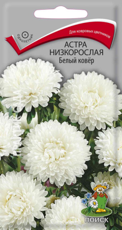 Астра низкорослая Белый ковер (ЦП) 0,2 фото в интернет-магазине "Сортовые семена"