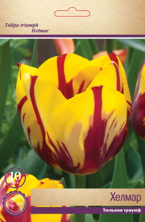 Тюльпан (Триумф) Хелмар фото в интернет-магазине "Сортовые семена"