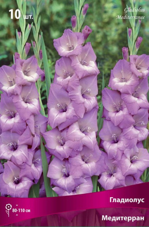 Гладиолус Медитерран (крупноцветковый) фото в интернет-магазине "Сортовые семена"