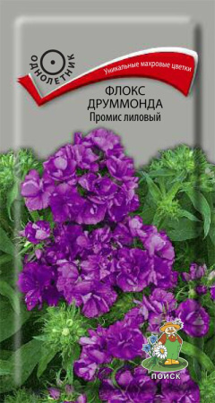 Флокс друммонда Промис лиловый (ЦП) 10 фото в интернет-магазине "Сортовые семена"
