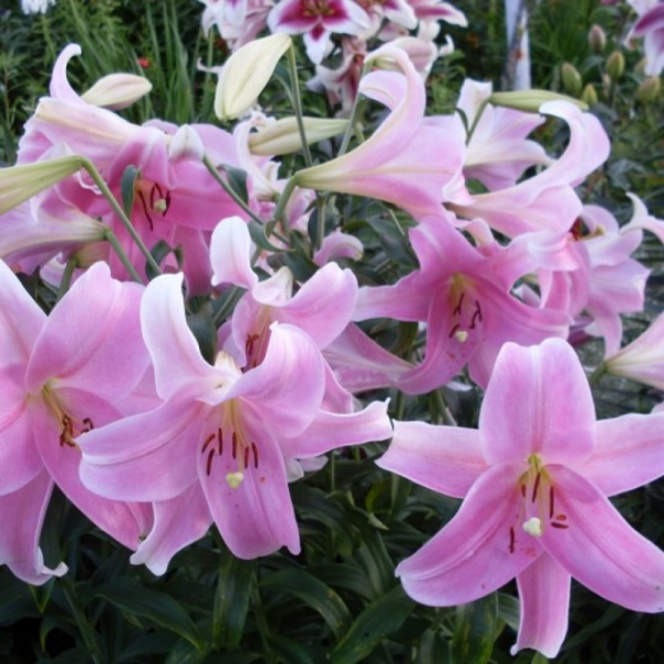 Лилия Элегант Леди Длинноцветковые фото в интернет-магазине "Сортовые семена"