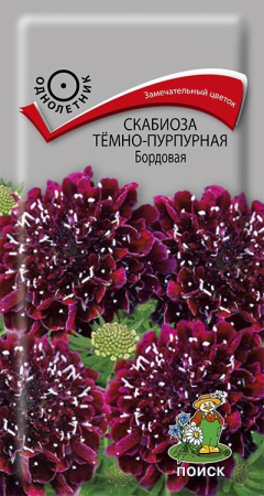 Скабиоза темно-пурпурная Бордовая (ЦВ) ("1) 0,2гр. фото в интернет-магазине "Сортовые семена"