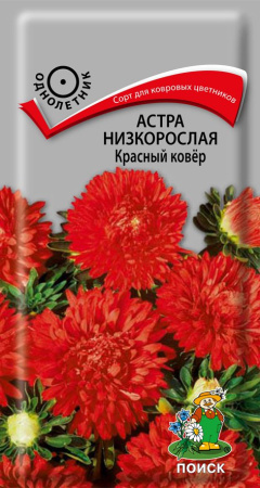 Астра низкорослая Красный ковер (ЦП) 0,2 фото в интернет-магазине "Сортовые семена"