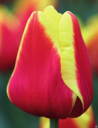 Тюльпан (Триумф) Дания фото в интернет-магазине "Сортовые семена"