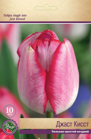 Тюльпан простой поздний Джаст Кисст фото в интернет-магазине "Сортовые семена"