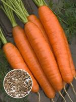 Морковь Лосиноостровская (1 кг)