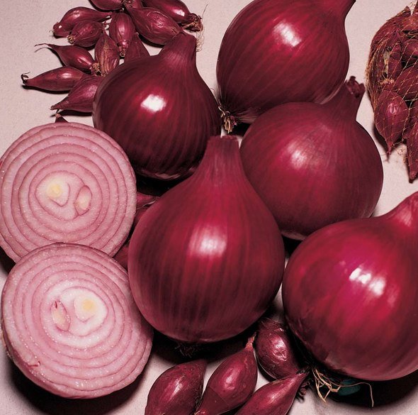 Лук севок - Ред Барон фото в интернет-магазине "Сортовые семена"