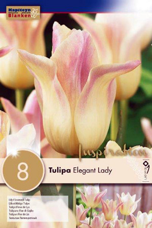 Тюльпан Элегант Леди фото в интернет-магазине "Сортовые семена"