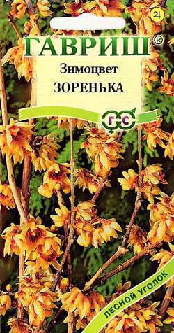 Зимоцвет ранний Зоренька (Химонант) 3 шт. фото в интернет-магазине "Сортовые семена"