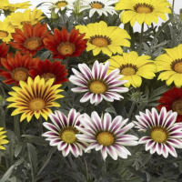 Фото Газания Фрости Кисс F1 Микс, Syngenta, фас. 1000