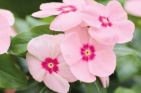 Фото Катарантус Хитвэйв Пич, Hem Genetics, фас. 1000