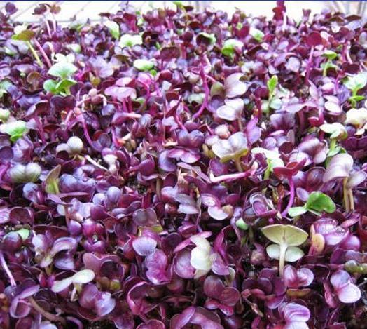 Редис Санго (Фиолетовый) для проращивания  фото в интернет-магазине "Сортовые семена"