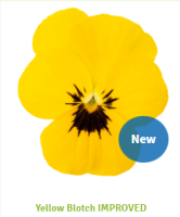 Фото Фиалка рогатая Эдмаер F1 Еллоу Блотч, Benary, фас. 1000