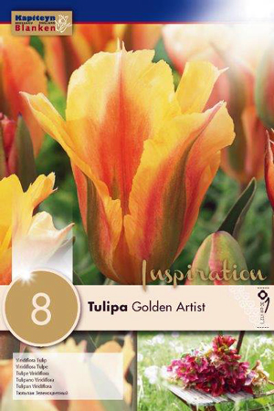 Тюльпан Голден Артист фото в интернет-магазине "Сортовые семена"