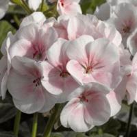 Пеларгония зональная Маверик Эппелблоссом, 100шт. Профессиональная упаковка