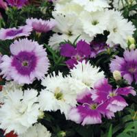 Гвоздика Диана Лавендина Микс, 100шт. Профессиональная упаковка