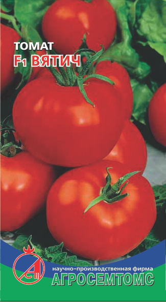Фото Томат F1 Вятич