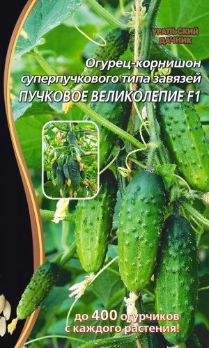 Огурец Пучковое великолепие F1 ® (УД) Е/П Б/Ф 5 шт. фото в интернет-магазине "Сортовые семена"