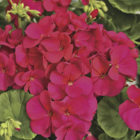 Фото Пеларгония зональная Мультиблум F1 Виолет, Syngenta, 1 000шт