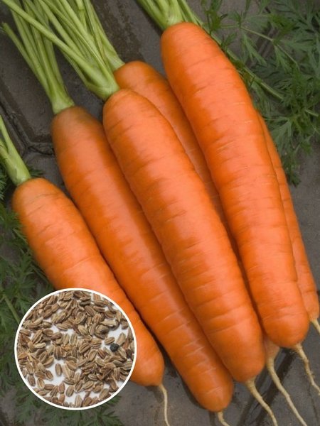 Морковь Лосиноостровская (1 кг) фото в интернет-магазине "Сортовые семена"