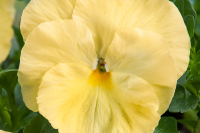 Фото Виола крупноцветковая Экстрада F1 Лемон Шейдес, Hem Genetics, 1000 шт