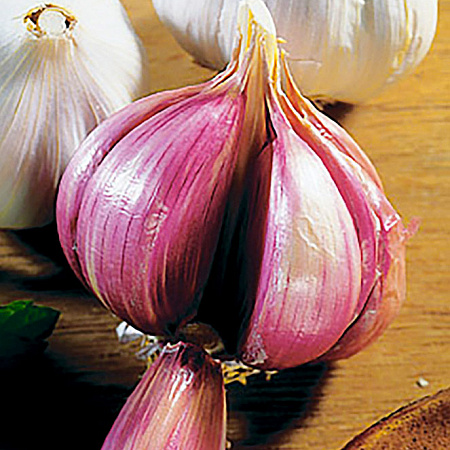 Чеснок озимый Комсомолец фото в интернет-магазине "Сортовые семена"