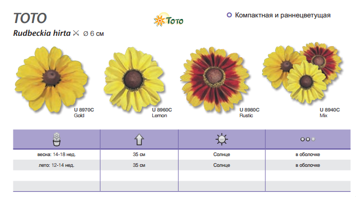 Тото рустик. Рудбекия тото рустик. Рудбекия Хирта тото. Рудбекия тото Золотая. Рудбекия тото рустик многолетняя.