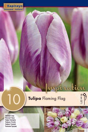 Тюльпан Фламинг Флаг Фото И Описание Отзывы