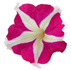 Петуния грандифлора Саксесс Эйч Ди Роуз Стар, Benary, 1 000др фото в интернет-магазине "Сортовые семена"