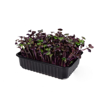 Набор для выращивания микрозелени "Фиолетовый редис" 5,5 г АСТ