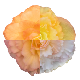 Бегония клубневая Нонстоп F1 Пич Шейдес, Benary, фас. 100 фото в интернет-магазине "Сортовые семена"