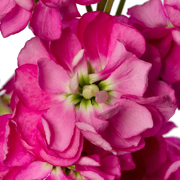 Фото Маттиола Джордин Дип Роуз, Evanthia, фас. 100