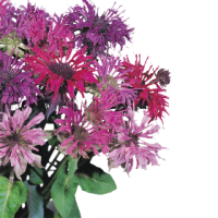 Фото Монарда двойчатая Панорама Микс, Benary, фас. 1000