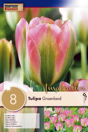Тюльпан Гренландия фото в интернет-магазине "Сортовые семена"