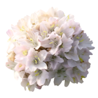 Фото Армерия приморская Монинг Стар Вайт, Benary, 1 000шт