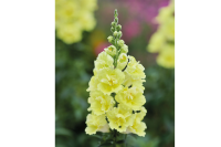 Фото Львиный зев Даблшот F1 Еллоу, Hem Genetics, 1000шт