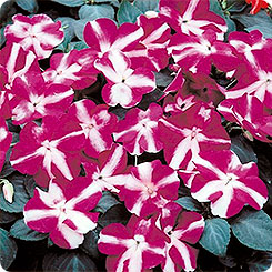 Бальзамин Баланс Виолет Стар, 100шт. Профессиональная упаковка фото в интернет-магазине "Сортовые семена"