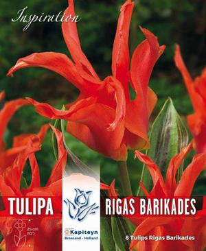 Тюльпан Ригас Барикадес фото в интернет-магазине "Сортовые семена"