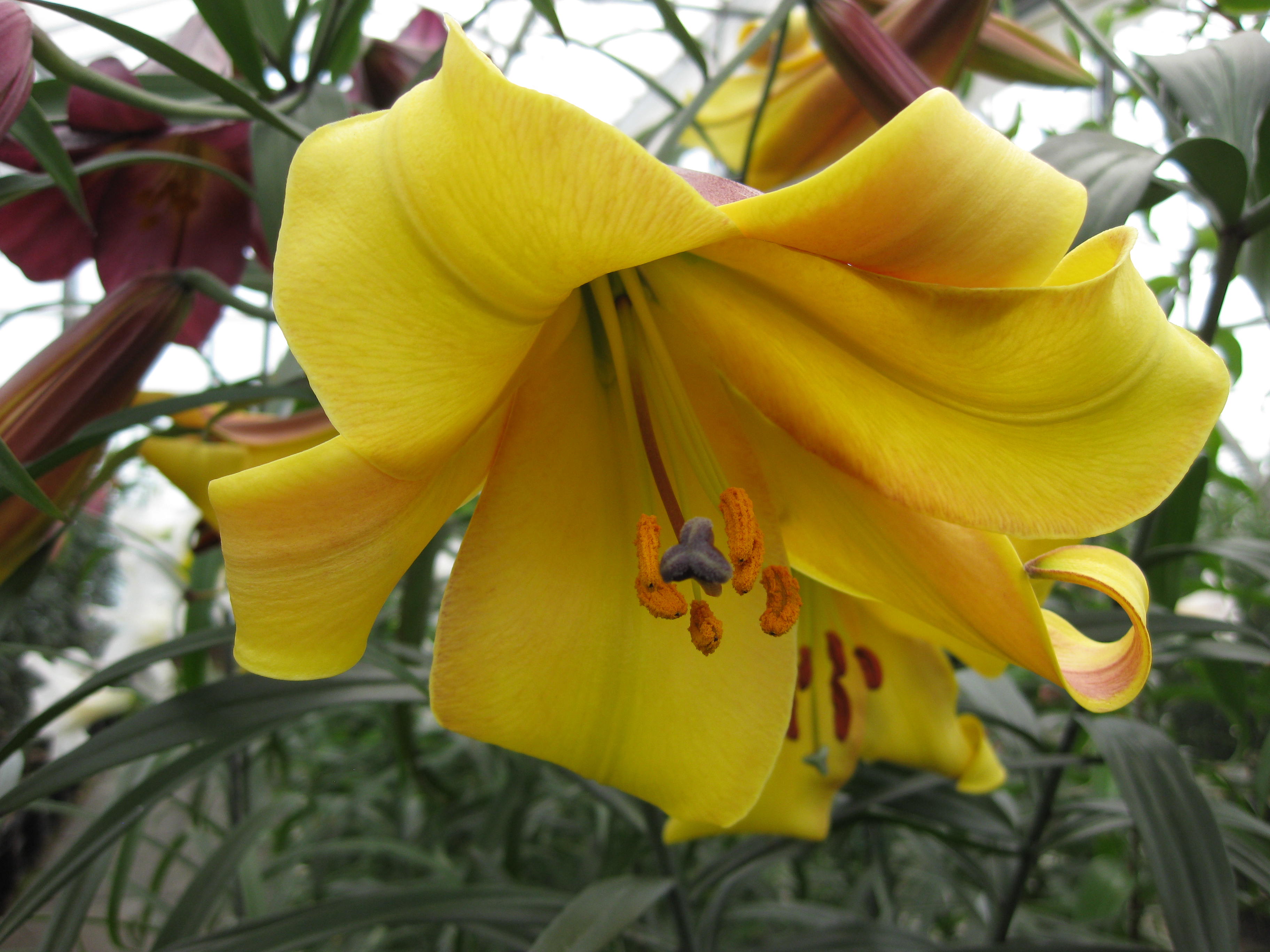 Лилия трубчатая голден сплендор фото и описание